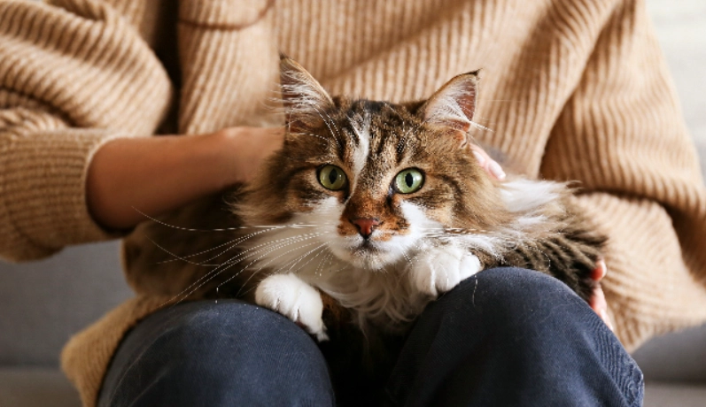 如何知道貓咪喜歡你