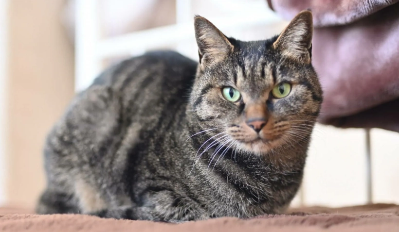 貓咪 行為 問題