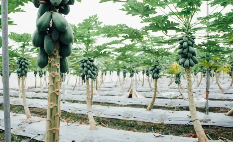 木瓜病蟲害防治 木瓜病蟲害防治