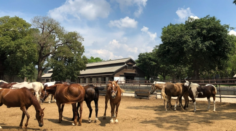 后里一日游 后里一日游