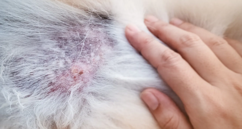 狗狗皮膚病症狀 狗狗皮膚病症狀