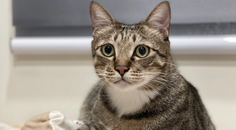 如何 訓練 虎斑貓