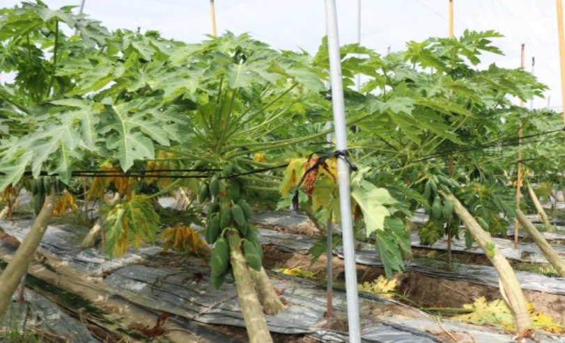 木瓜種植方法 木瓜種植方法