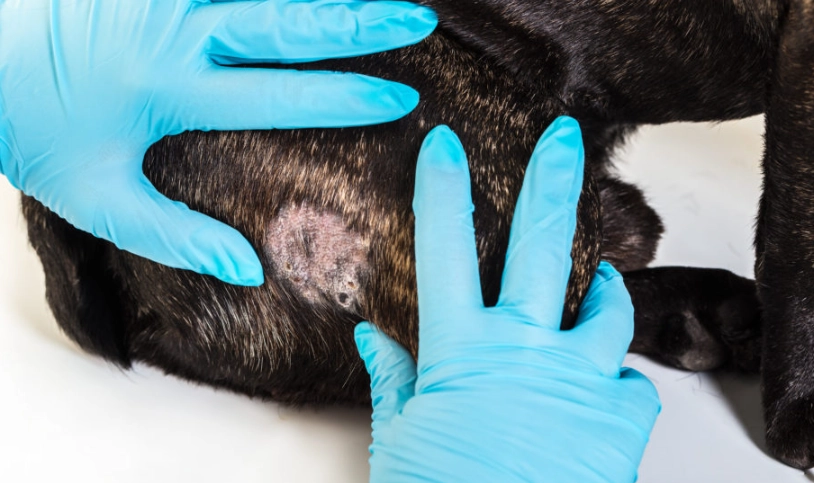 狗狗異位性皮膚炎椰子油使用全攻略：天然療法實測與避坑指南