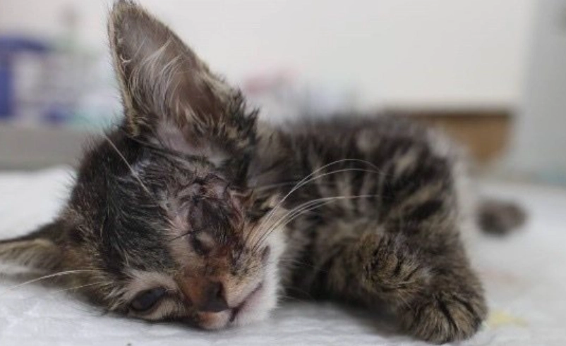 貓咪角膜潰瘍治療