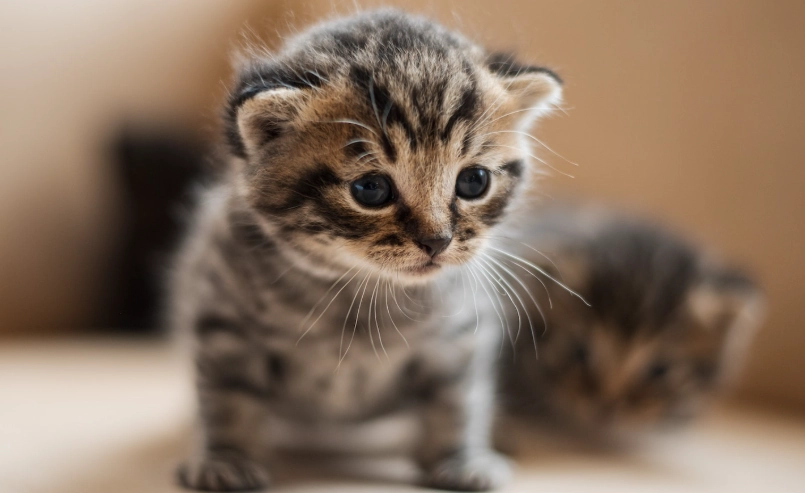 一個月大的小貓怎麼養