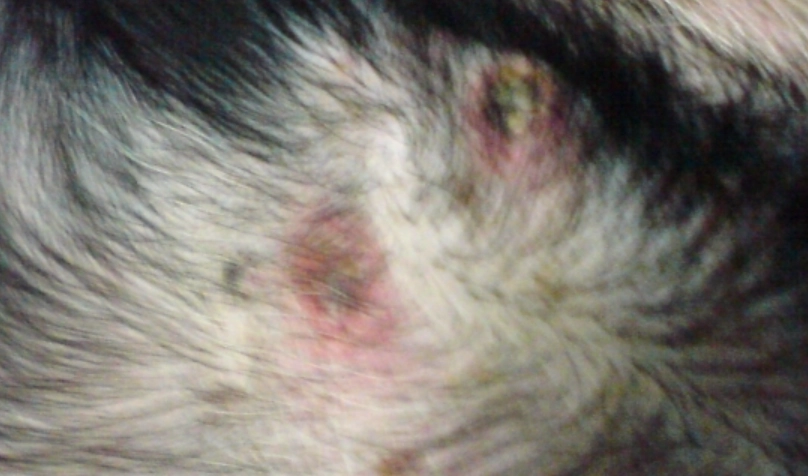 狗狗皮膚病症狀 狗狗皮膚病症狀