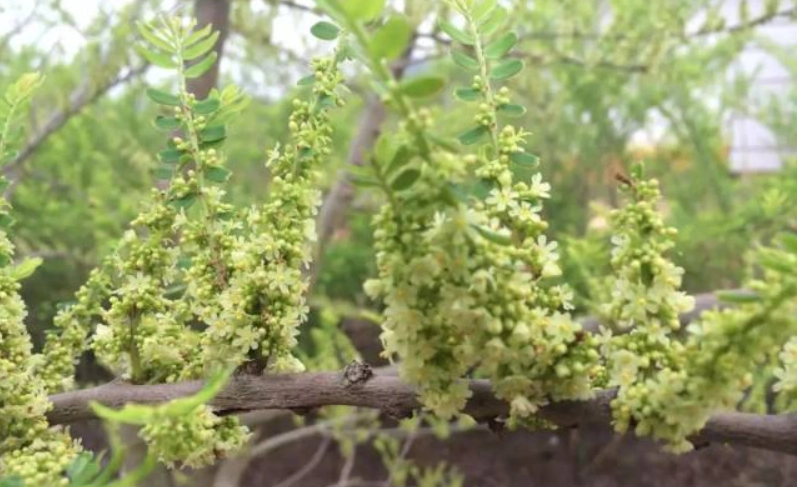 油甘花 台灣 油甘花 台灣