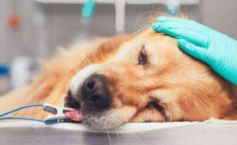 狗心臟病肺積水