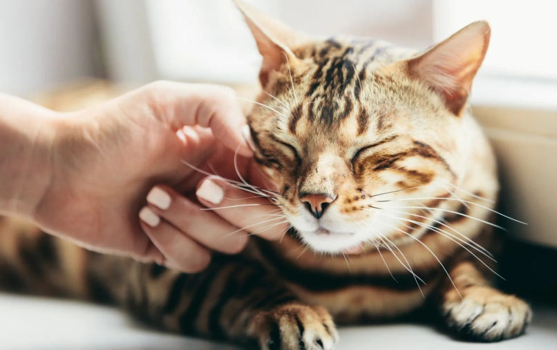 貓膀胱炎症狀 貓膀胱炎症狀