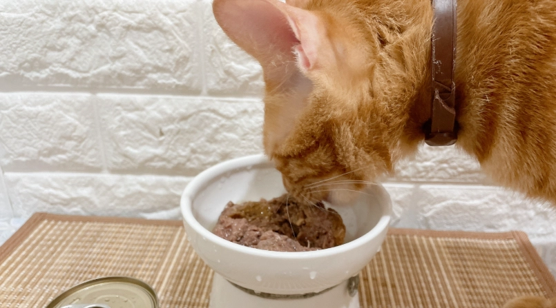 貓罐頭一天吃幾罐