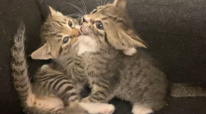 貓咪 行為 問題