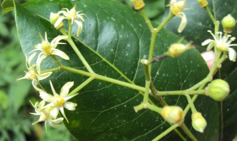 油甘花 賞花地點 油甘花 賞花地點