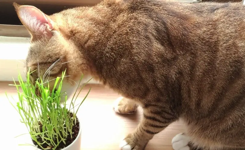 貓薄荷對貓咪的作用