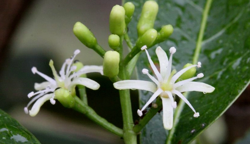 油甘花 賞花地點 油甘花 賞花地點