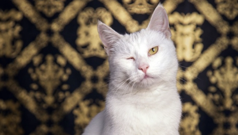 貓咪眼睛睜不開怎麼辦