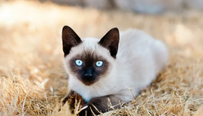 最聰明的貓品種