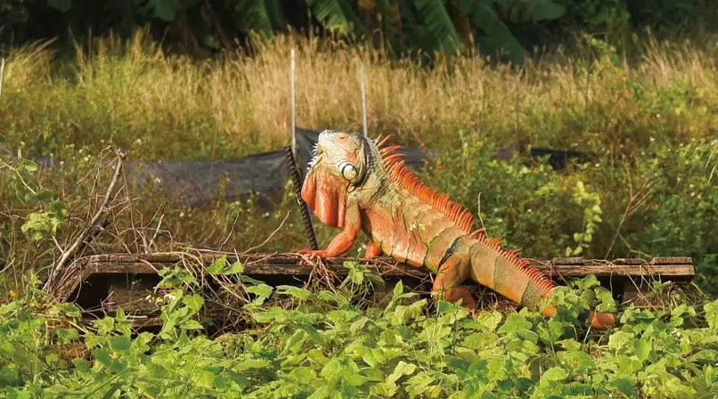 合法飼養爬蟲 合法飼養爬蟲