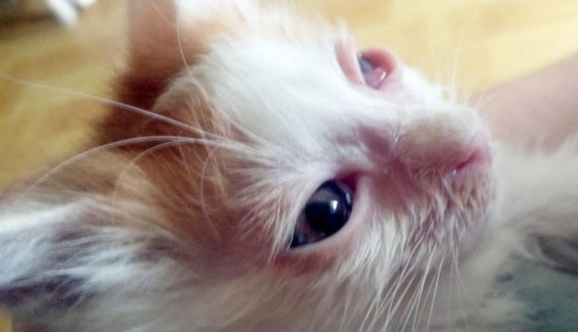 貓咪結膜炎多久會好