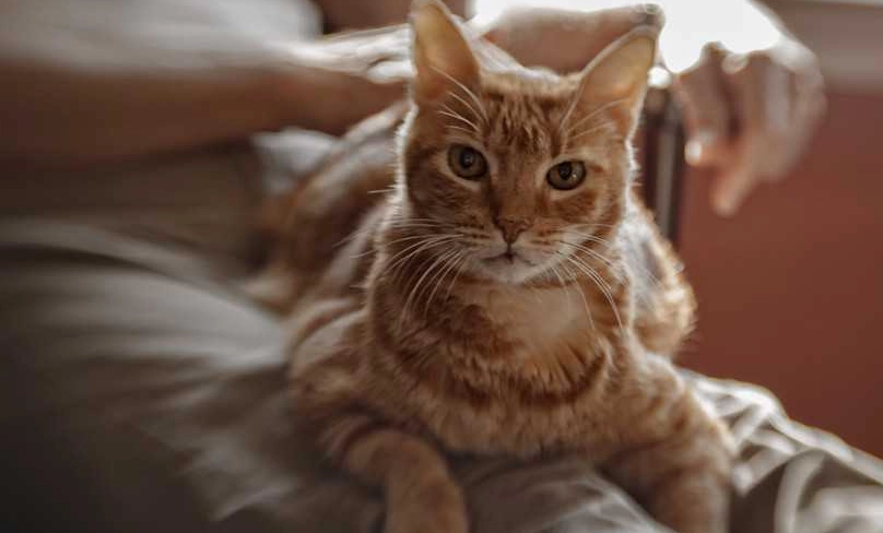 貓咪愛你的跡象