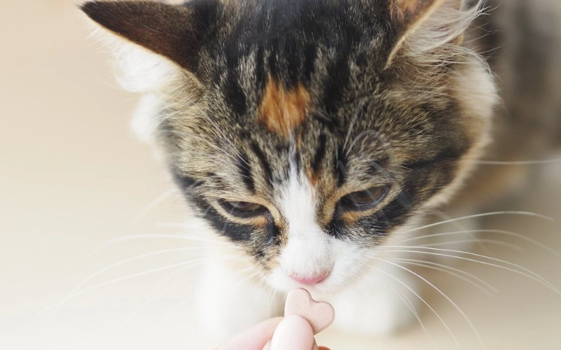 貓咪營養補充品