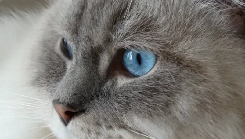 貓咪角膜潰瘍症狀