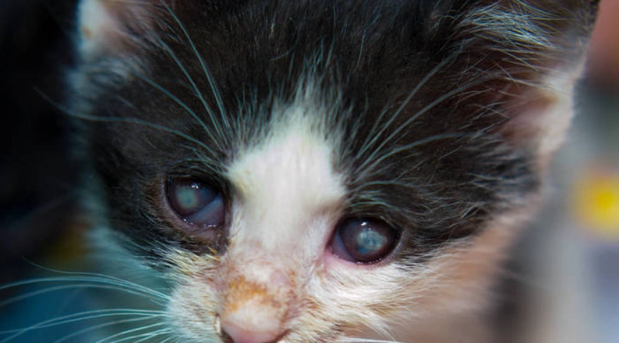 貓角膜潰瘍症狀 貓角膜潰瘍症狀