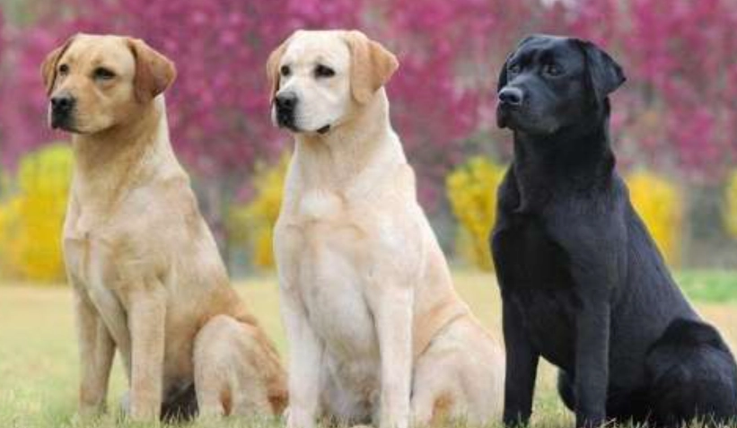 拉布拉多顏色