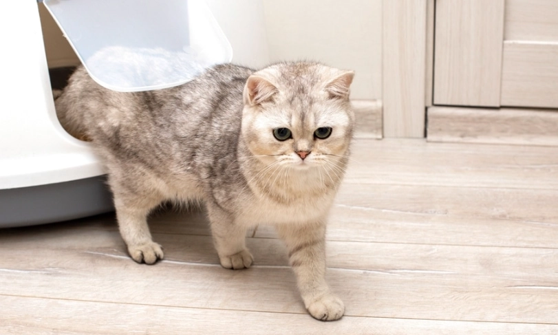 貓下泌尿道疾病 貓下泌尿道疾病