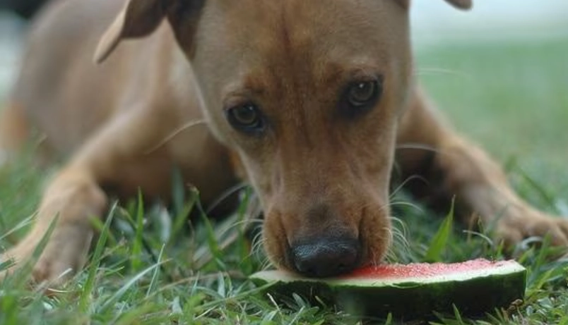 狗 可以 吃 西瓜