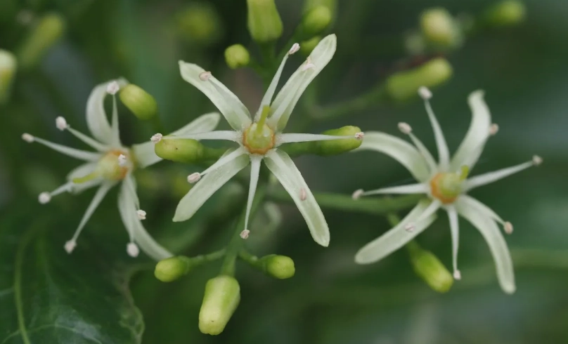 油甘花 台灣 油甘花 台灣