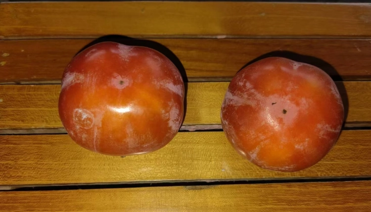 硬柿子催熟方法 硬柿子催熟方法