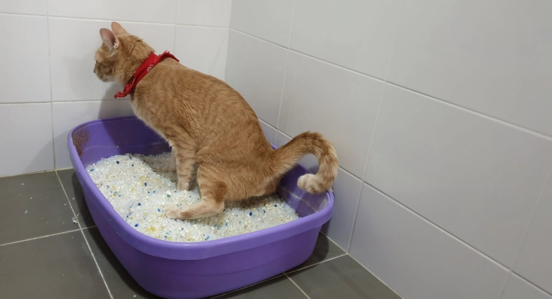 貓咪泌尿系統照護 貓咪泌尿系統照護