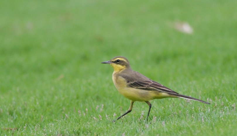 動物大遷徙 台灣