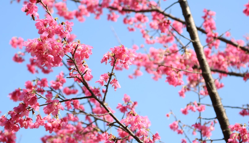 櫻花季旅遊