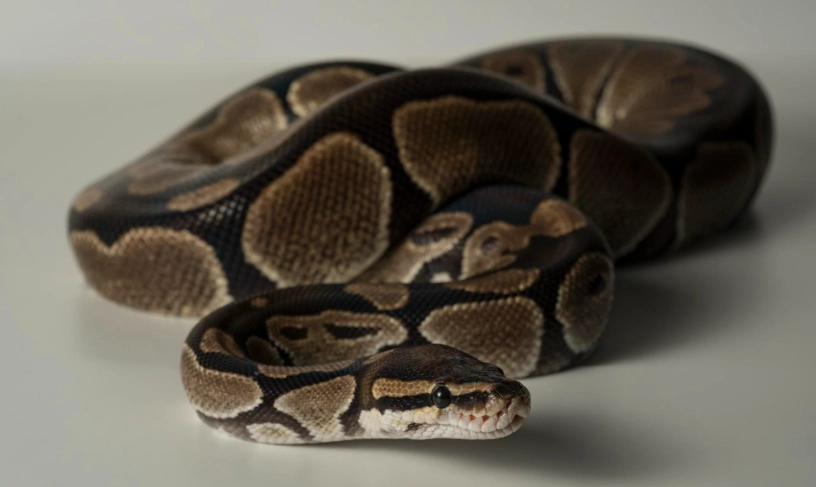 農業部許可寵物 農業部許可寵物