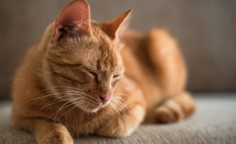 貓咪血尿多久會好？獸醫解析恢復時間與照護全攻略