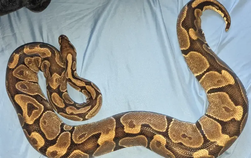 合法飼養爬蟲 合法飼養爬蟲