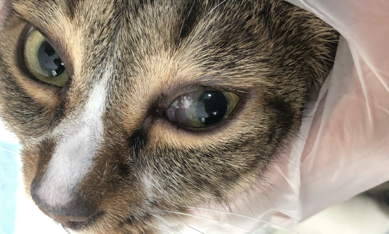 貓角膜潰瘍原因 貓角膜潰瘍原因