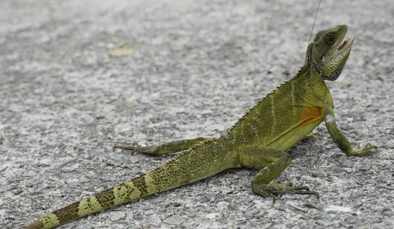 特殊寵物申請 特殊寵物申請