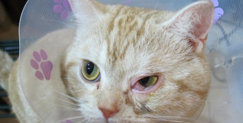 結膜炎多久會好