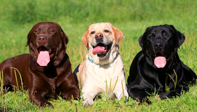 巧克力色拉布拉多