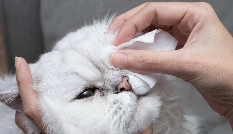 貓咪結膜炎治療
