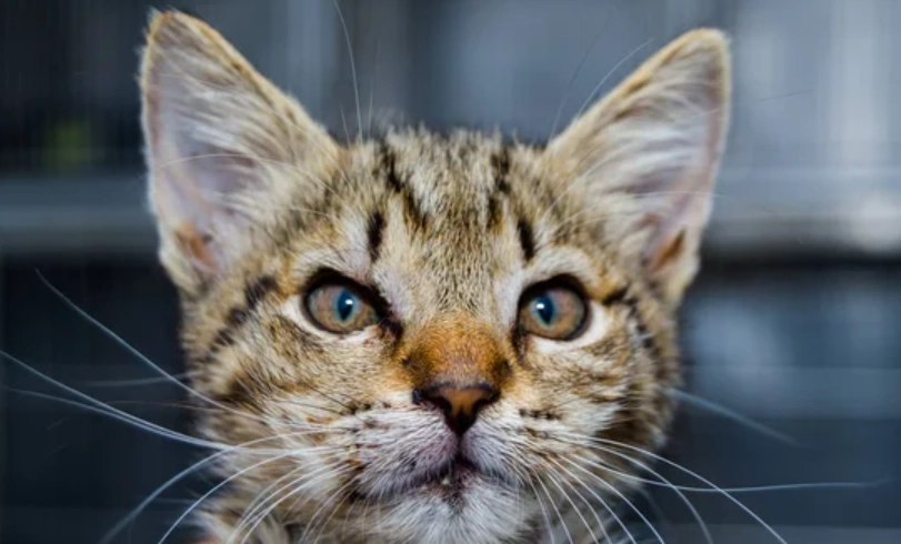 貓角膜潰瘍治療 貓角膜潰瘍治療