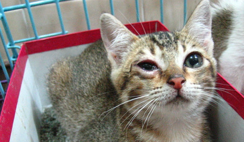 結膜炎多久會好