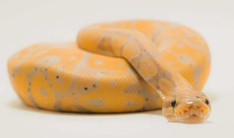 農業部特殊寵物申請指南：合法飼養爬寵的完整攻略