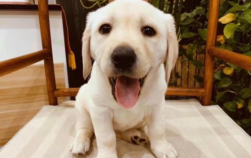 拉布拉多犬毛色