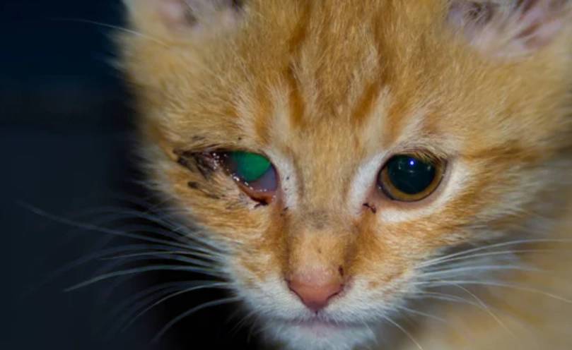 貓角膜潰瘍治療 貓角膜潰瘍治療