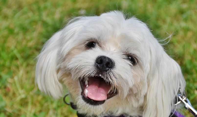 馬爾濟斯老犬疾病 馬爾濟斯老犬疾病