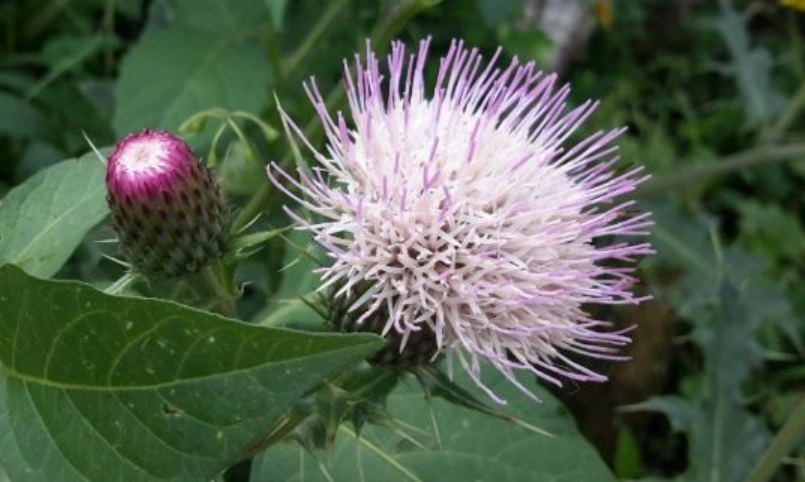 雞角刺功效 雞角刺功效